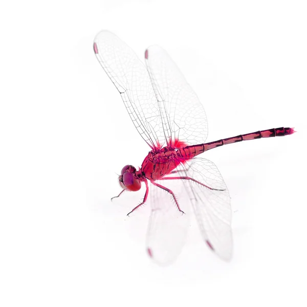 Kleurrijke dragonfly — Stockfoto