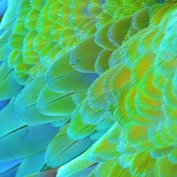 丑角的金刚鹦鹉羽毛 — 图库照片