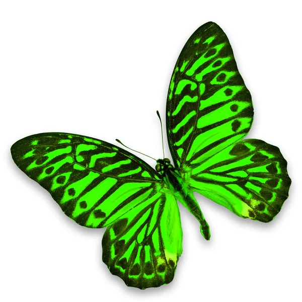 Yeşil kelebek — Stok fotoğraf