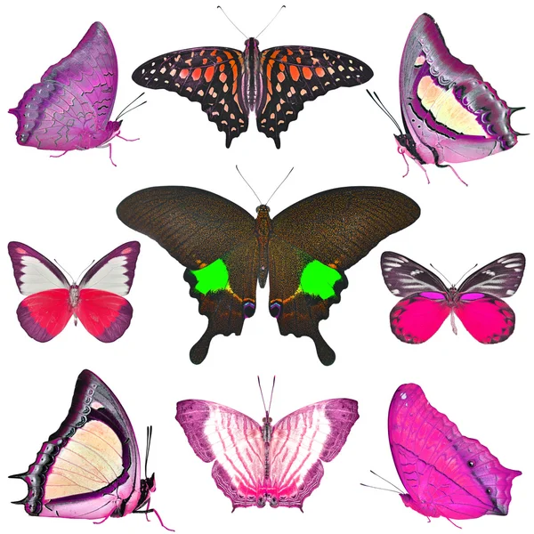 Vlinders-collectie — Stockfoto