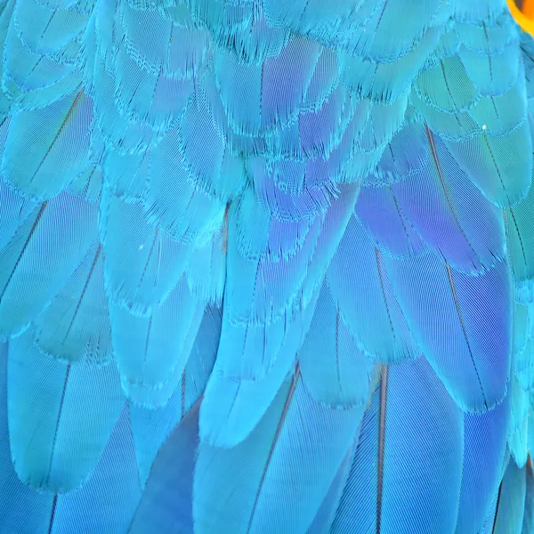 Palyaço Amerika papağanı tüyler — Stok fotoğraf