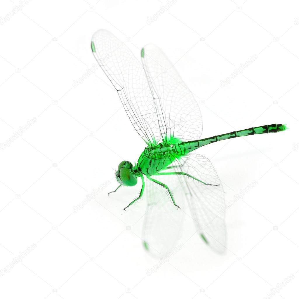 Colorful dragonfly