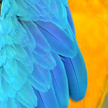 Palyaço Amerika papağanı tüyler