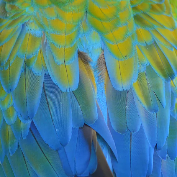 Harlequin Macaw feathers — Stockfoto