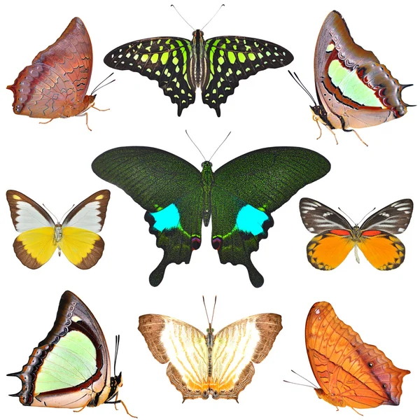 Kolekcja motyli — Zdjęcie stockowe