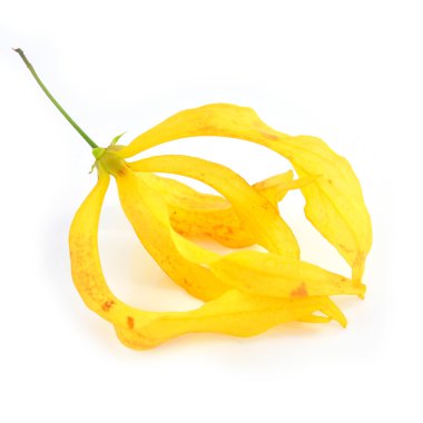 Yellow flower clipart
