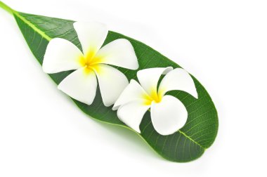 Frangipani çiçek