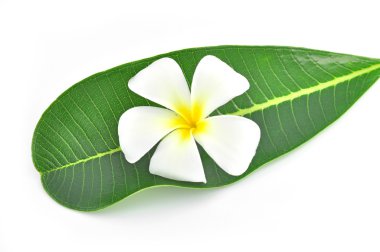 Frangipani çiçek