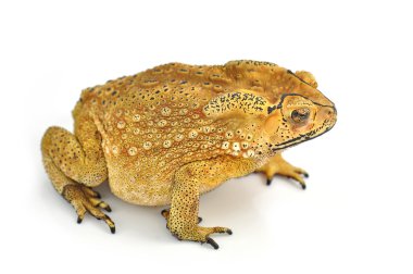 kurbağa