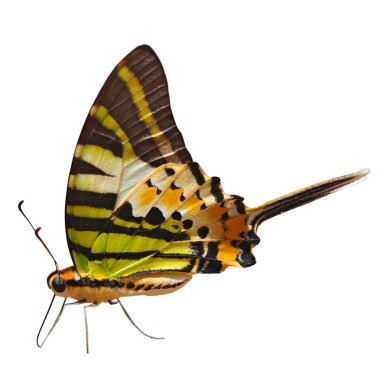 fivebar swordtail kelebek