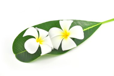 Frangipani çiçek