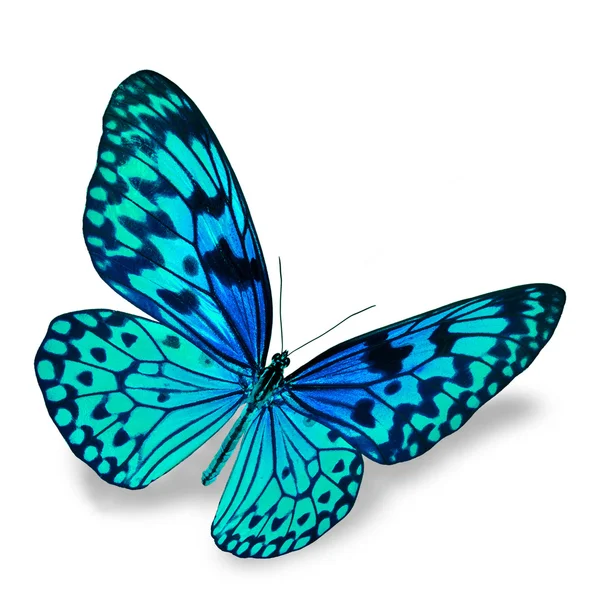 Mariposa azul — Foto de Stock