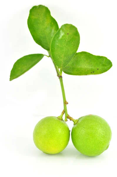 Lima con hoja — Foto de Stock