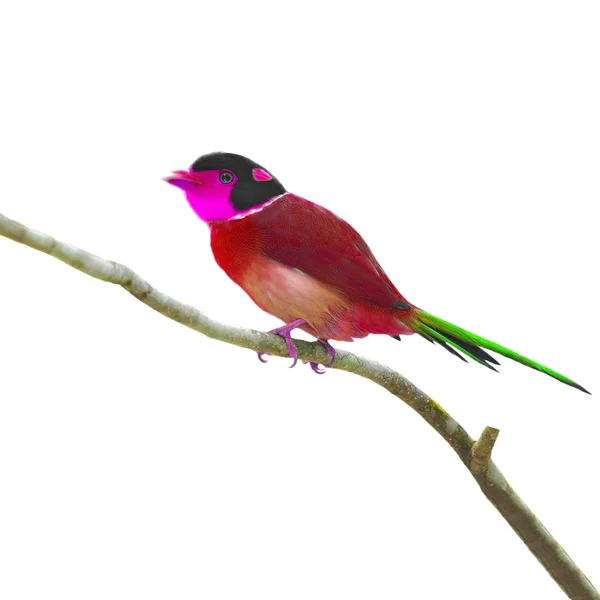 カラフルな鳥 — ストック写真