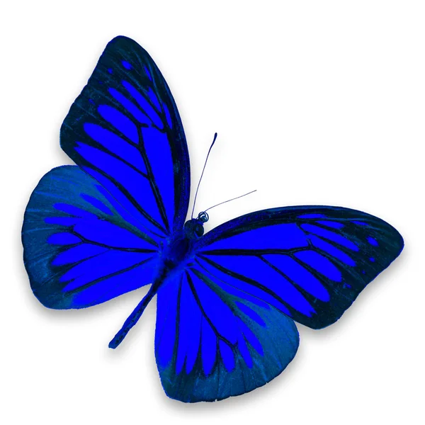 Blauer Schmetterling — Stockfoto