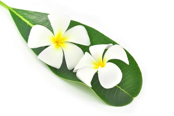 Frangipani flower — Stock Photo, Image