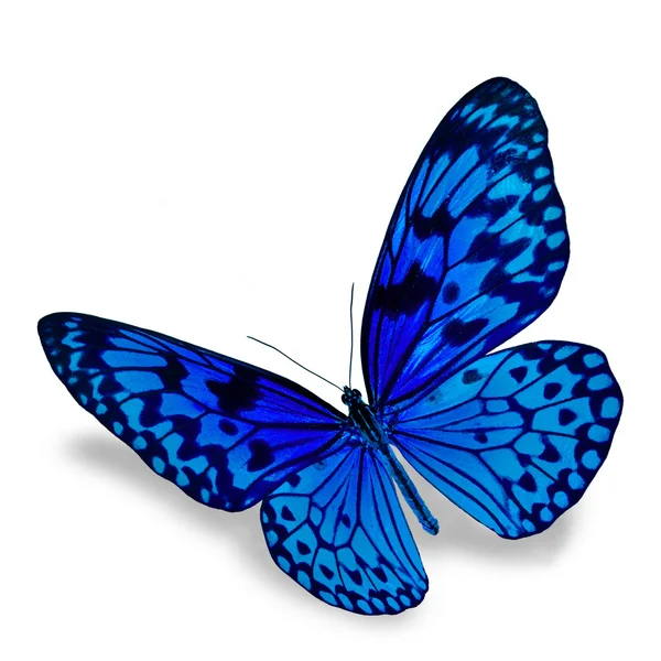 Μπλε πεταλούδα — Φωτογραφία Αρχείου