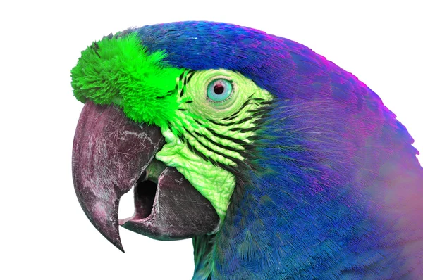 Яркий ара — стоковое фото