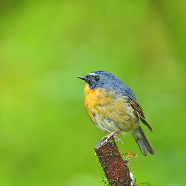 Snowy-browed vliegenvanger — Stockfoto