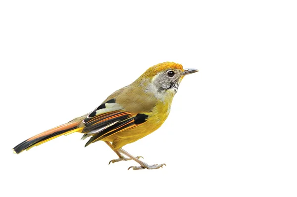 Kastanj-tailed siva fågel — Stockfoto