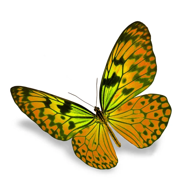 Orange Butterfly — Stock Photo, Image