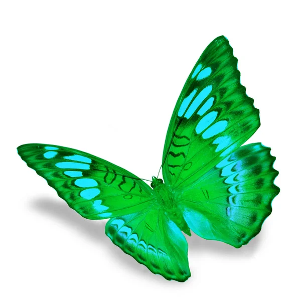 Grön fjäril — Stockfoto