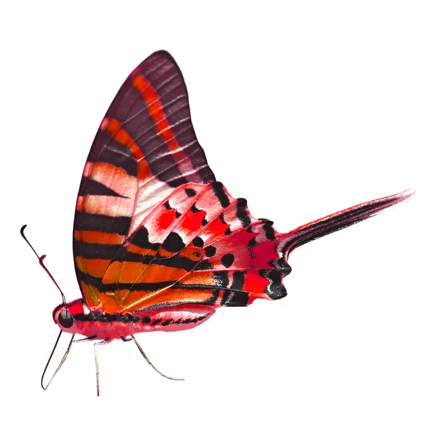 Piros pillangó — Stock Fotó