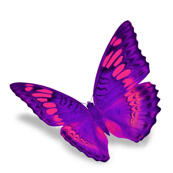 Papillon violet — Photo