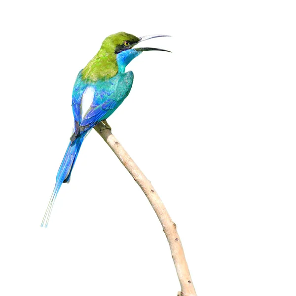 Barevné pták — Stock fotografie
