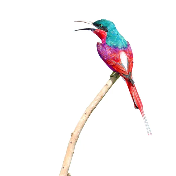 Colorful bird — Stock Photo, Image