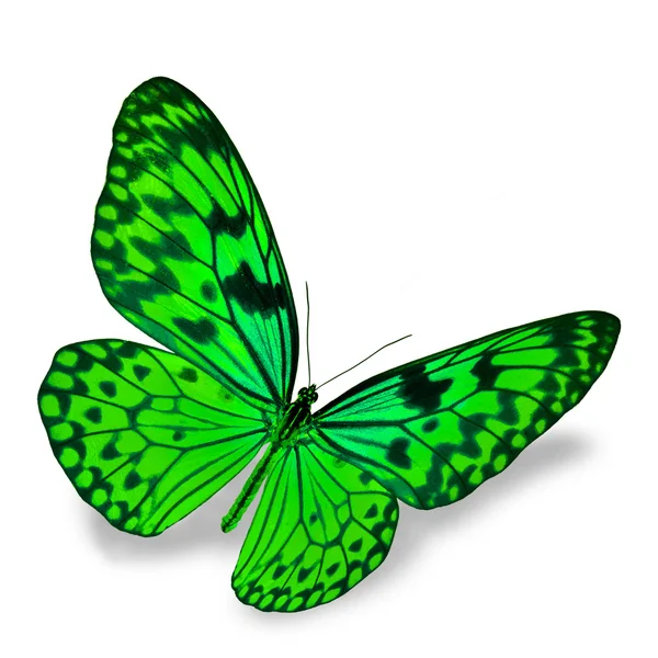 Green Butterfly — Stock Photo, Image