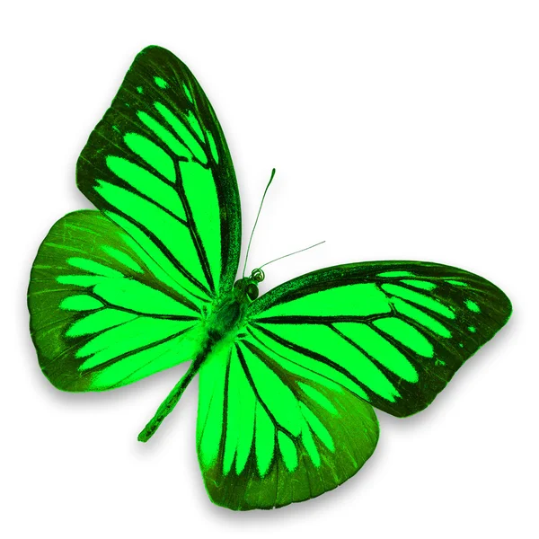 Зеленої метеликом — стокове фото