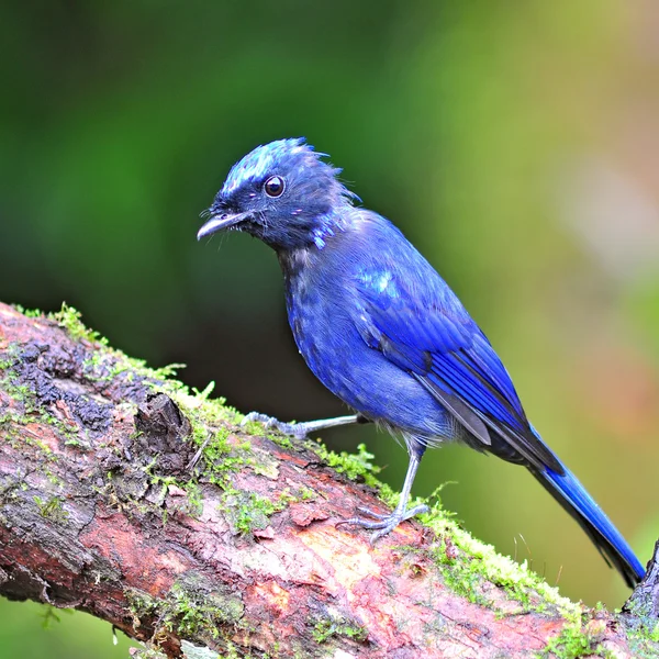 Großer Niltava-Vogel — Stockfoto