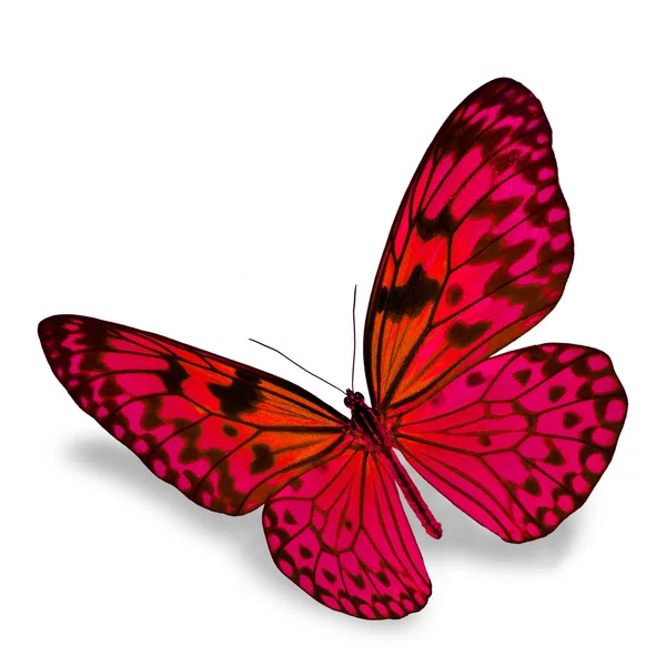 Red Butterfly — Stock Photo, Image