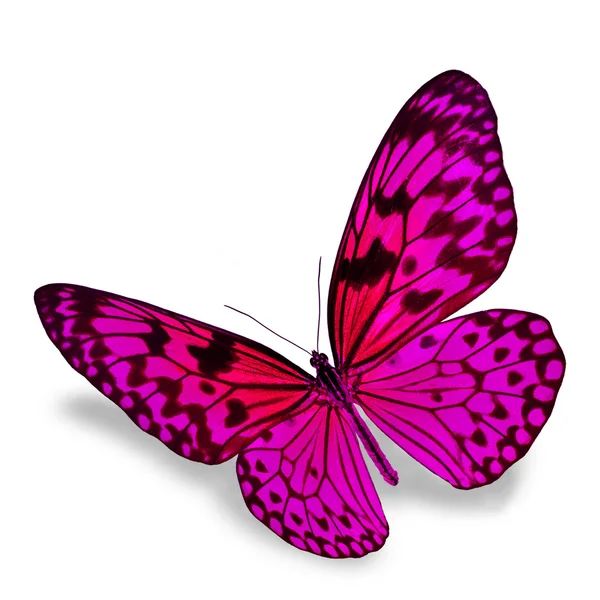 Mariposa rosa — Foto de Stock