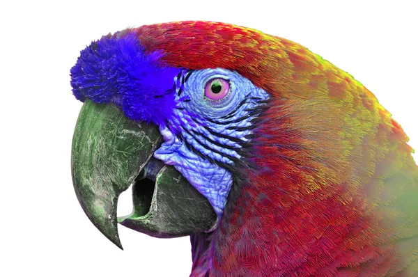 Colorful Macaw — Stock Photo, Image