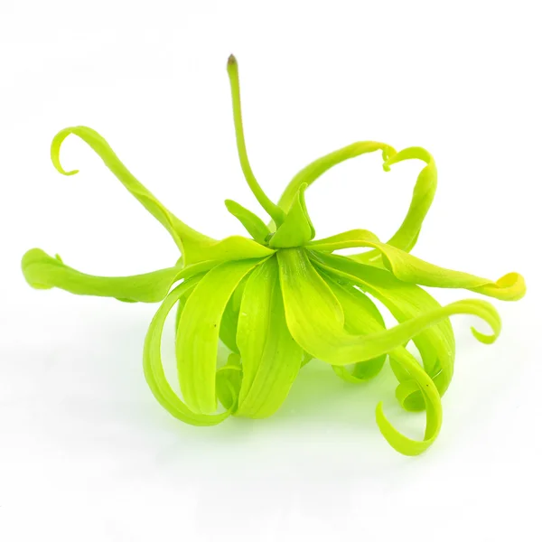 Kwiat ylang-ylang — Zdjęcie stockowe