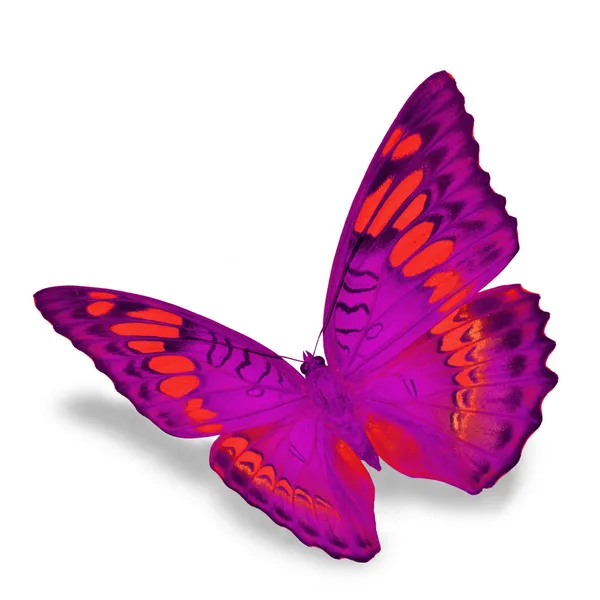 Pink Butterfly — Stock Photo, Image