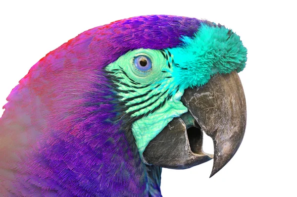Colorful Macaw — Stock Photo, Image