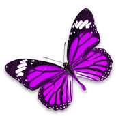 fialový motýl