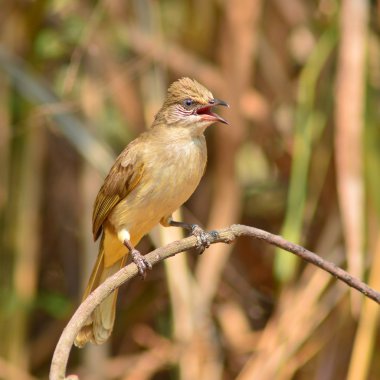 çizgi kulaklı bülbül kuşu