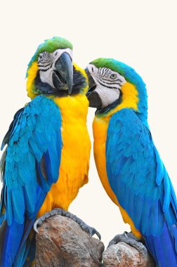 Amerika papağanı aşk kuşu 