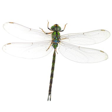 Green dragonfly clipart