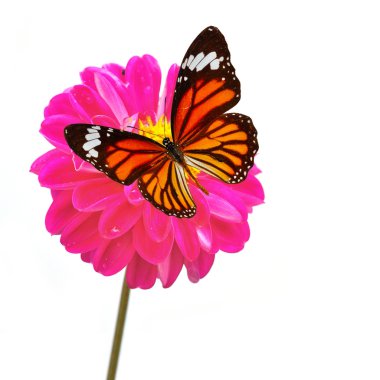 Pembe çiçek 