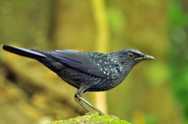 Mavi Islık Çalı Kuşu