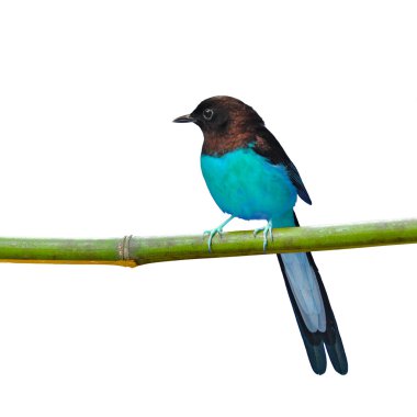 ptak biało rumped shama