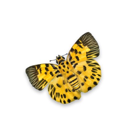 Zigzag Flat Butterfly clipart