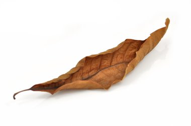 kuru yaprak