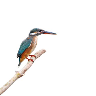 Ortak Kingfisher