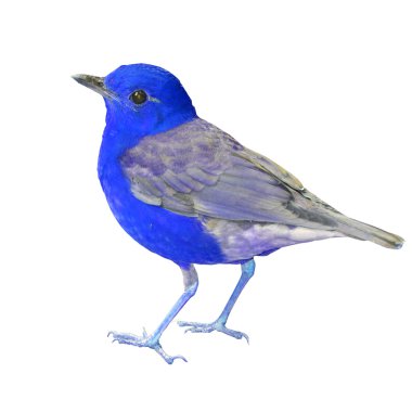 güzel bir mavi kuş